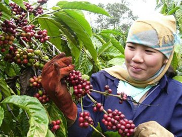 Vietnam leads the world in coffee exports and is targeting sustainable 